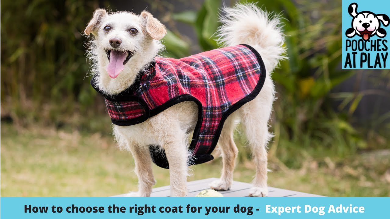 Choosing the right coat for a dog – Expert Dog Health & Safety Tips | S6 Ep3 | Pooches at Play