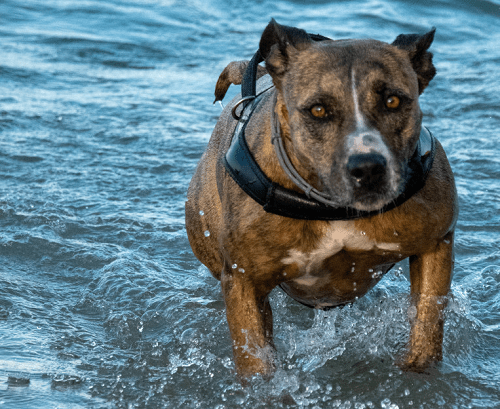 American Mastiff: Dog Breed Information and Owner’s Guide |