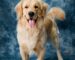 From Puppies to Senior Dogs: A Guide to Caring for Dogs at Every Life Stage